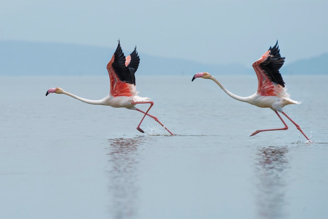 Photo Flamingo trophy